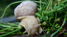 Weinbergschnecke_ (3).jpg